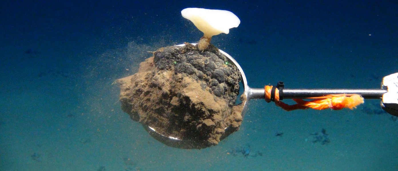 Ein Roboterarm greift sich eine Manganknolle in der Tiefsee. Auf Manganknollen leben Schnecken, Muscheln und Würmer