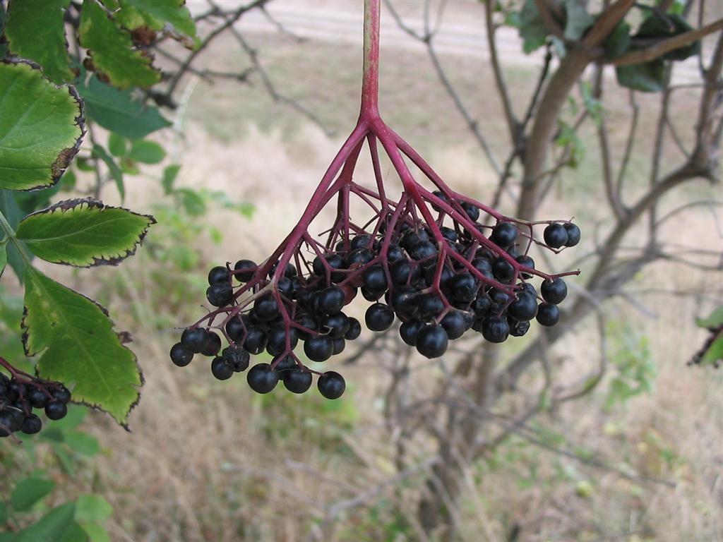 sambucus_nigra2.jpg