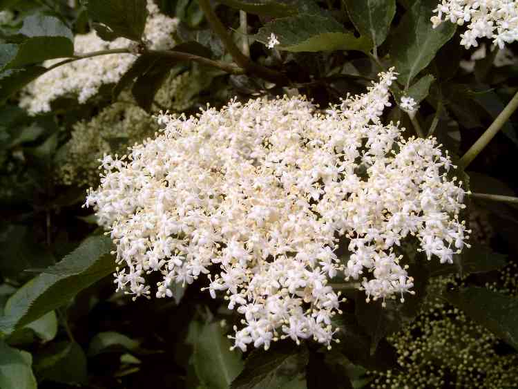 sambucus_nigra_bluete.jpg